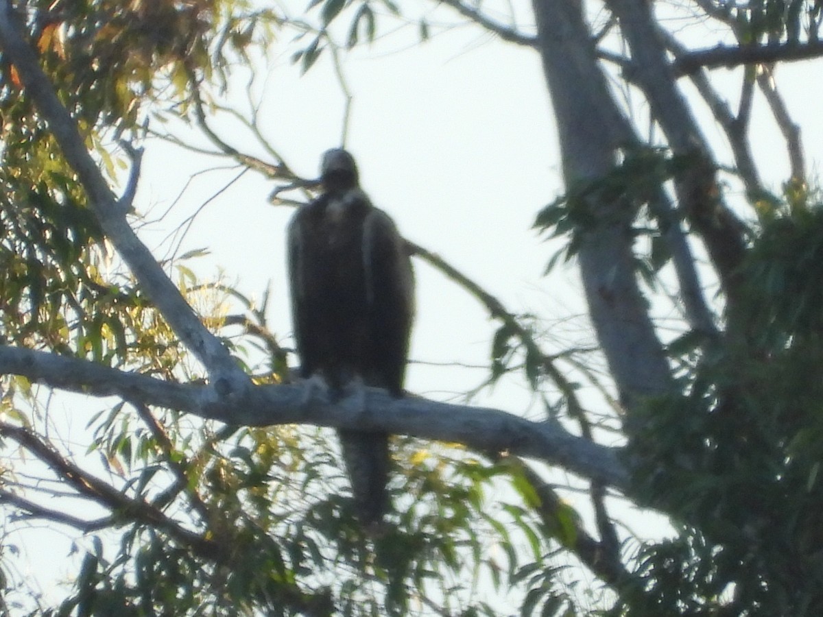 orel klínoocasý - ML646470993