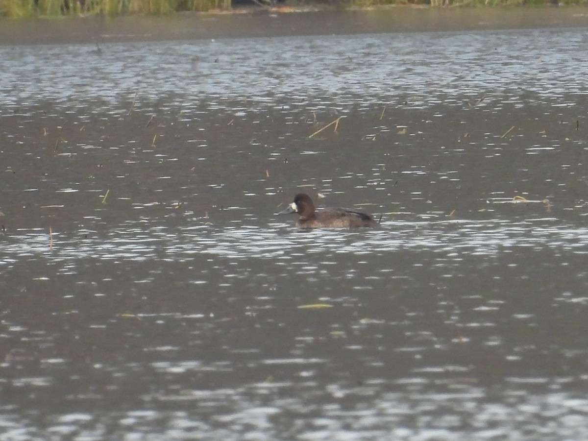 Lesser Scaup - ML646470994