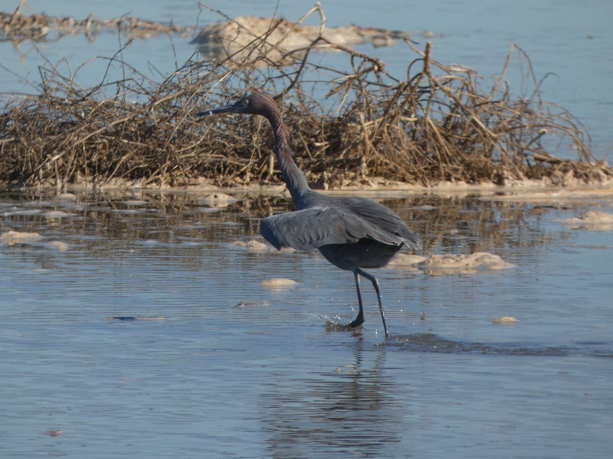 Reddish Egret - ML646470997
