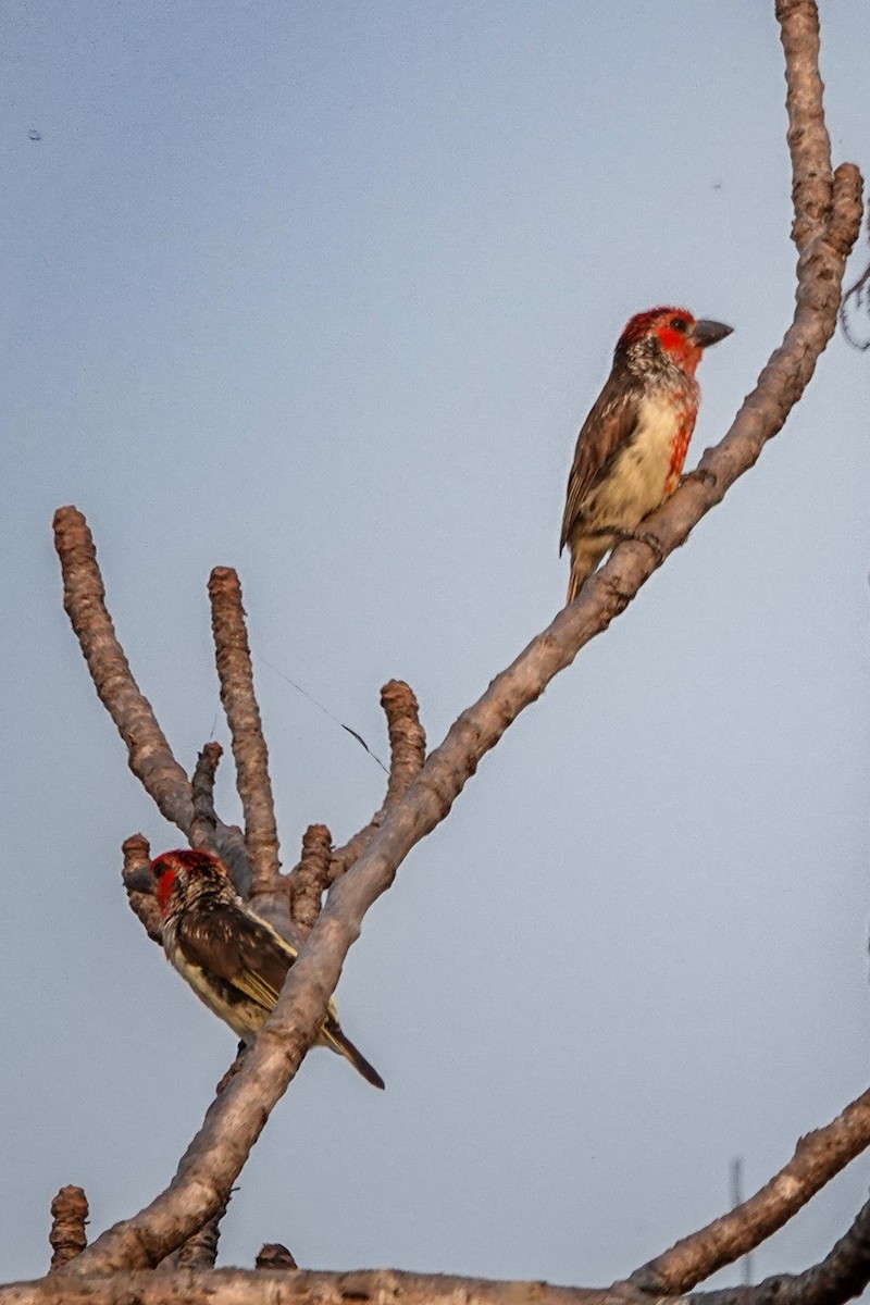 Vieillot's Barbet - ML646470998