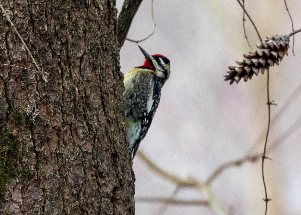 Yellow-bellied Sapsucker - ML646471000