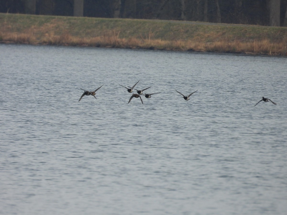 Ring-necked Duck - ML646471001