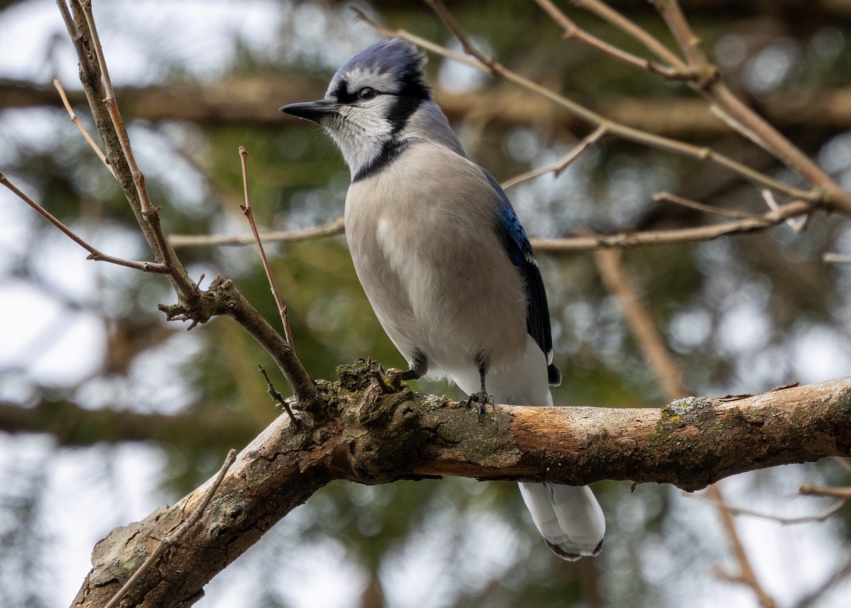 Blue Jay - ML646471005