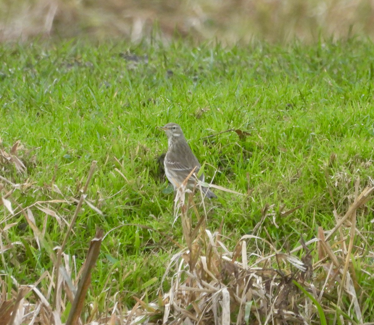 Water Pipit - ML646471006