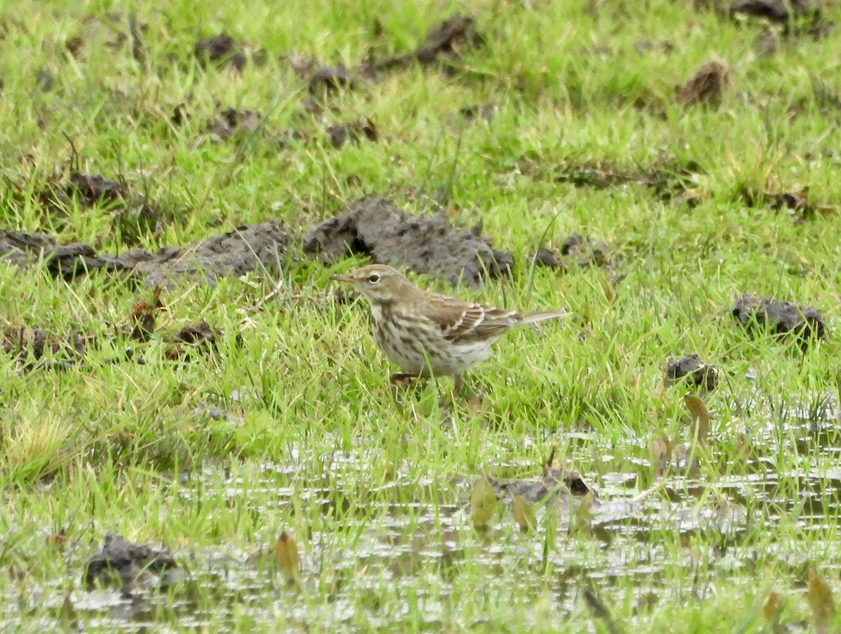Water Pipit - ML646471007