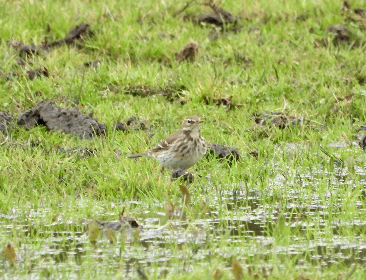 Water Pipit - ML646471009