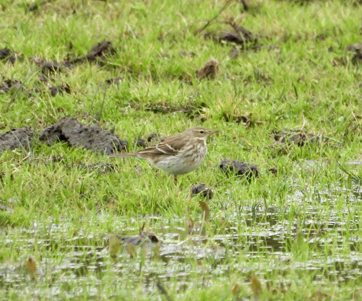 Water Pipit - ML646471010