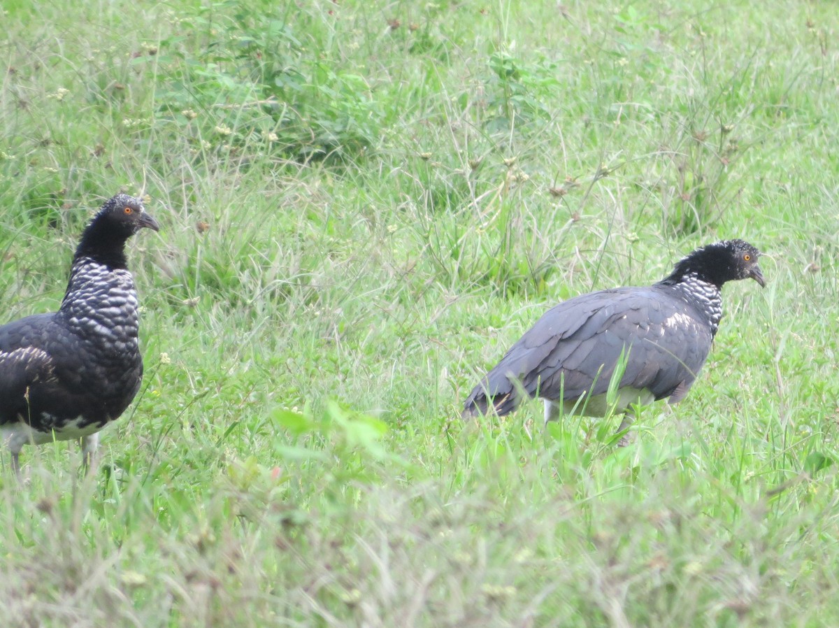 Oihulari adarduna - ML646471011