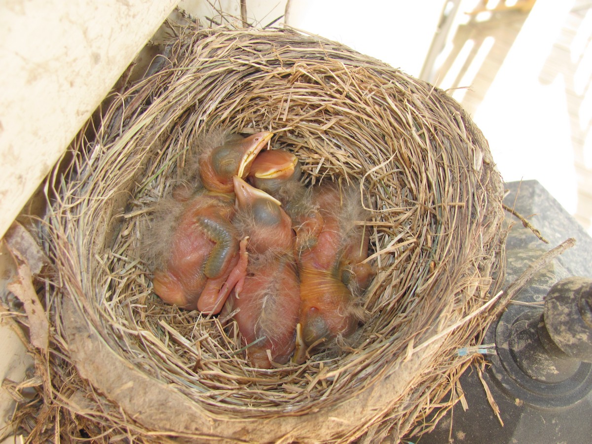 American Robin - ML646471012