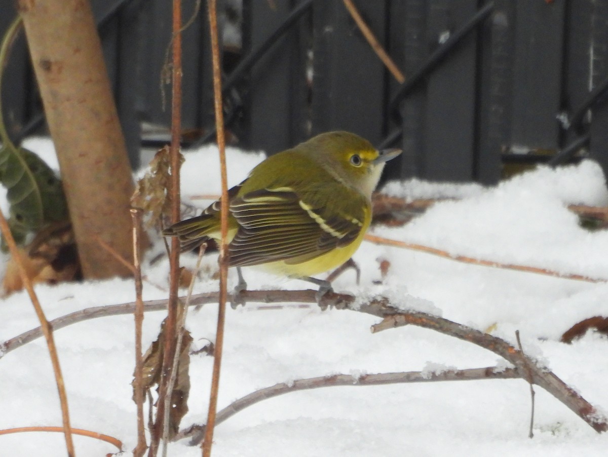 White-eyed Vireo - ML646471014
