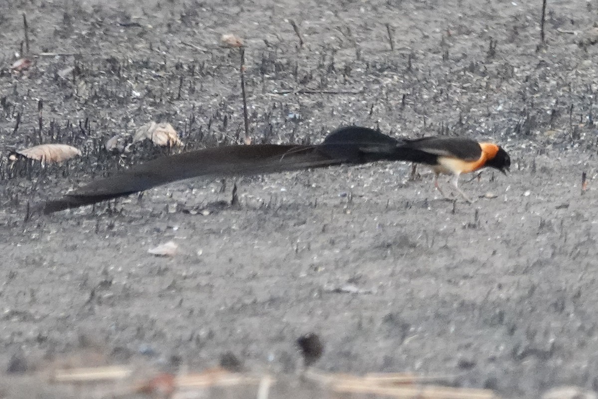 Exclamatory Paradise-Whydah - ML646471017