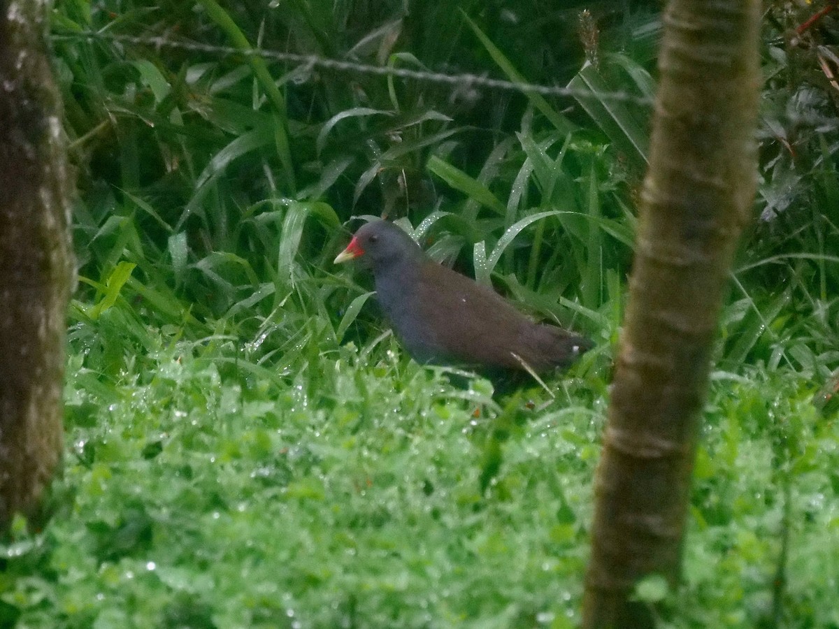 Goldschnabel-Sumpfhuhn - ML646471019