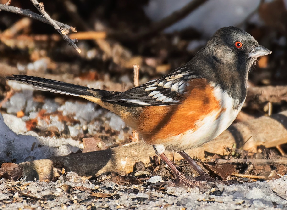 Spotted Towhee - ML646471020