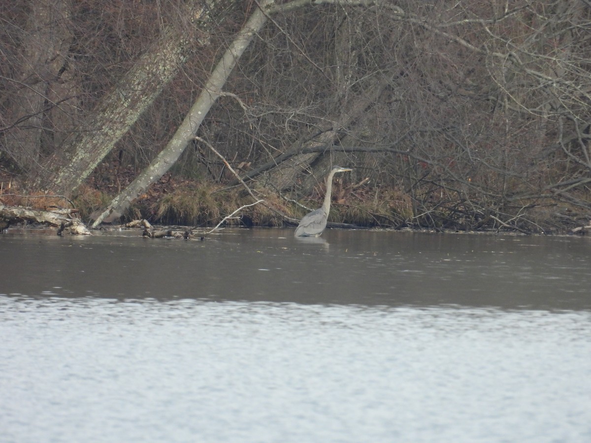 Great Blue Heron - ML646471021