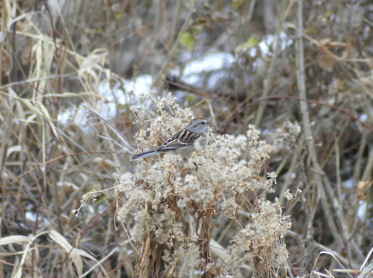 American Tree Sparrow - ML646471022