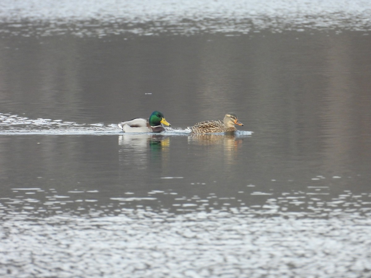 Mallard - ML646471024