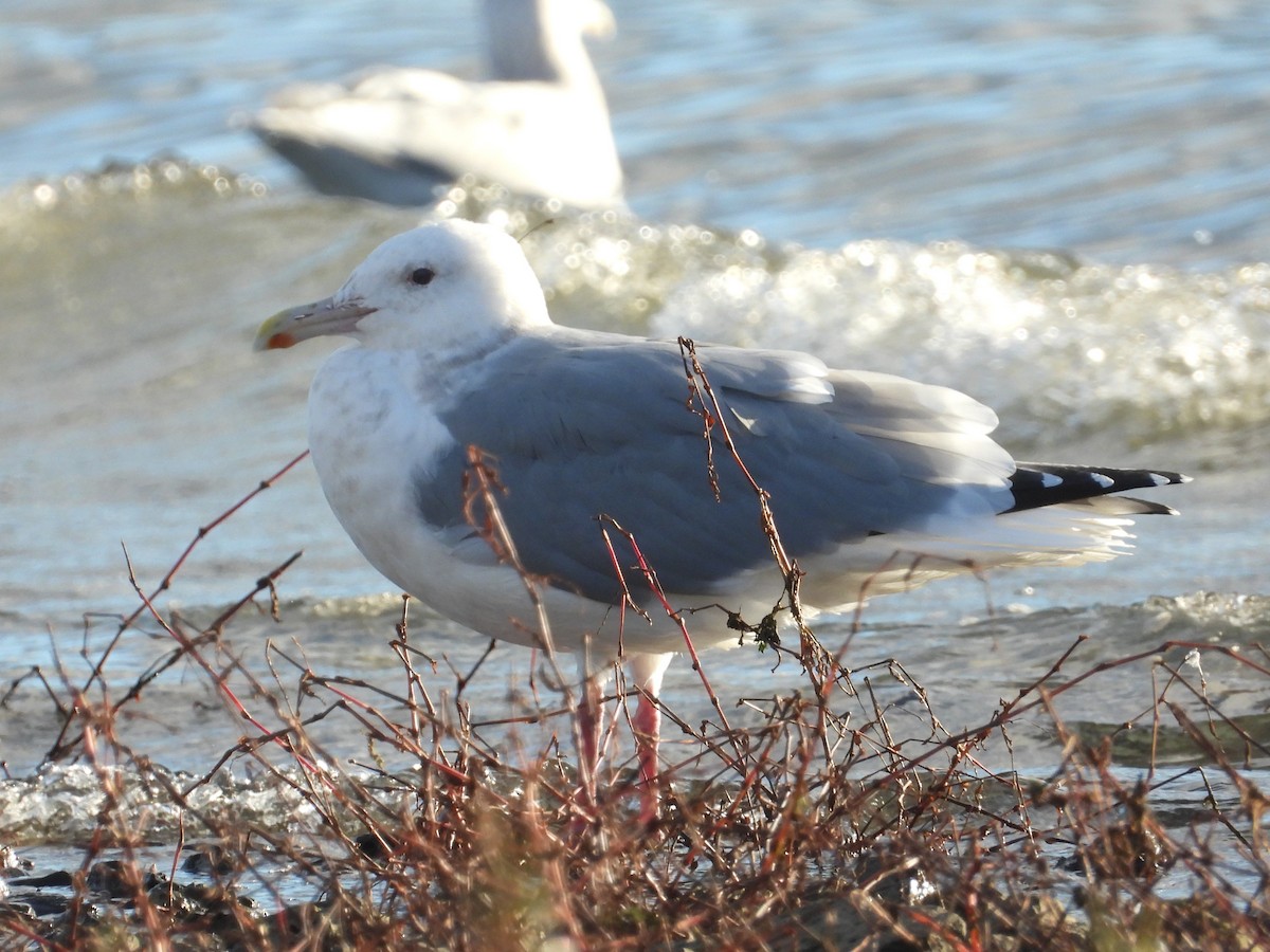 American Herring x Glaucous-winged Gull (hybrid) - ML646471025