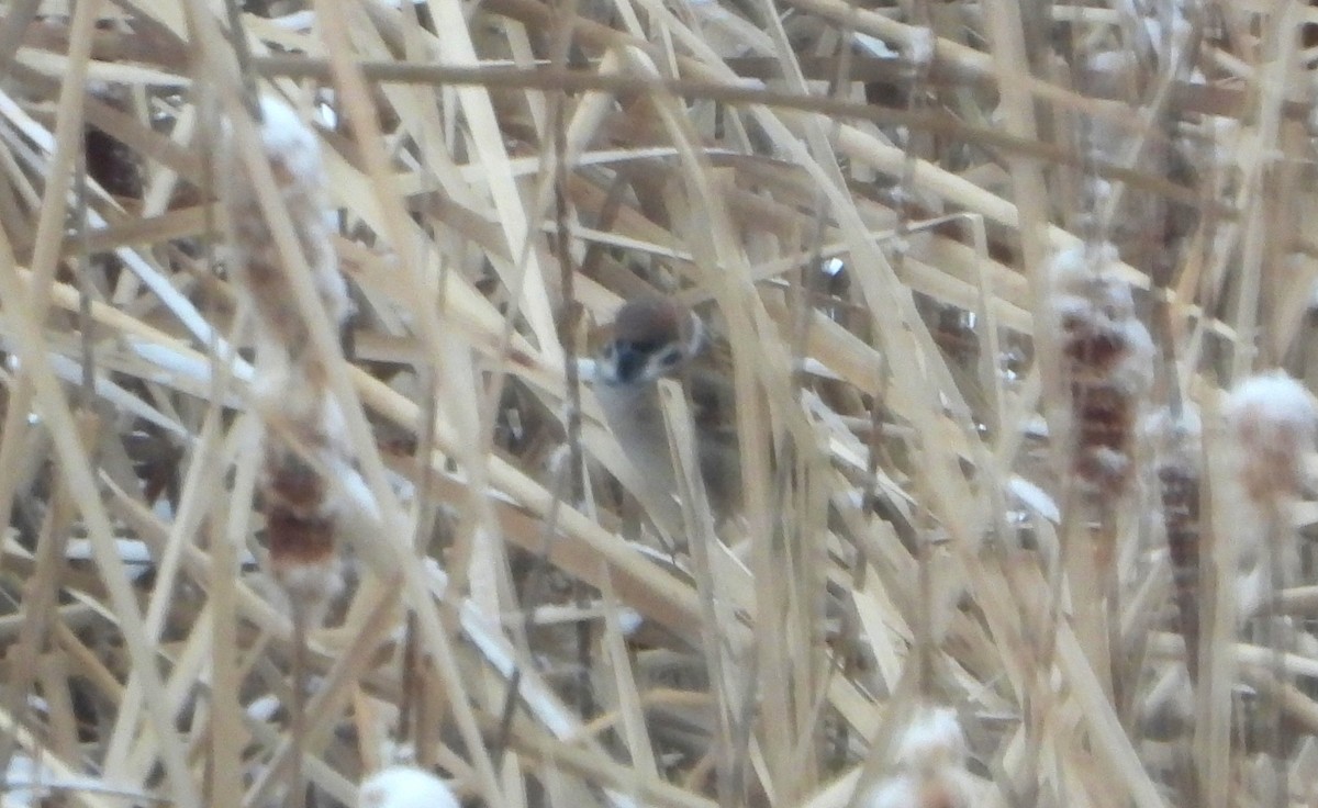 麻雀 - ML646471026