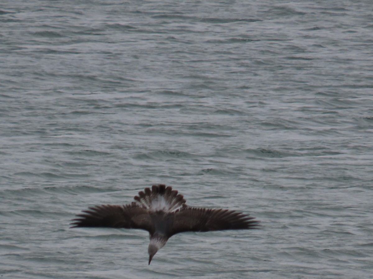 Kaio iluna - ML646471027