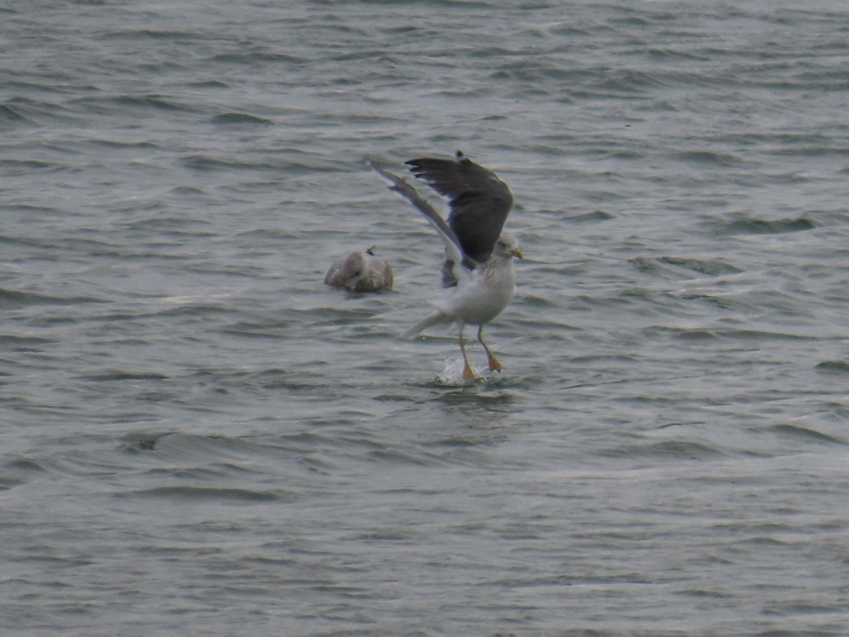 Kaio iluna - ML646471028