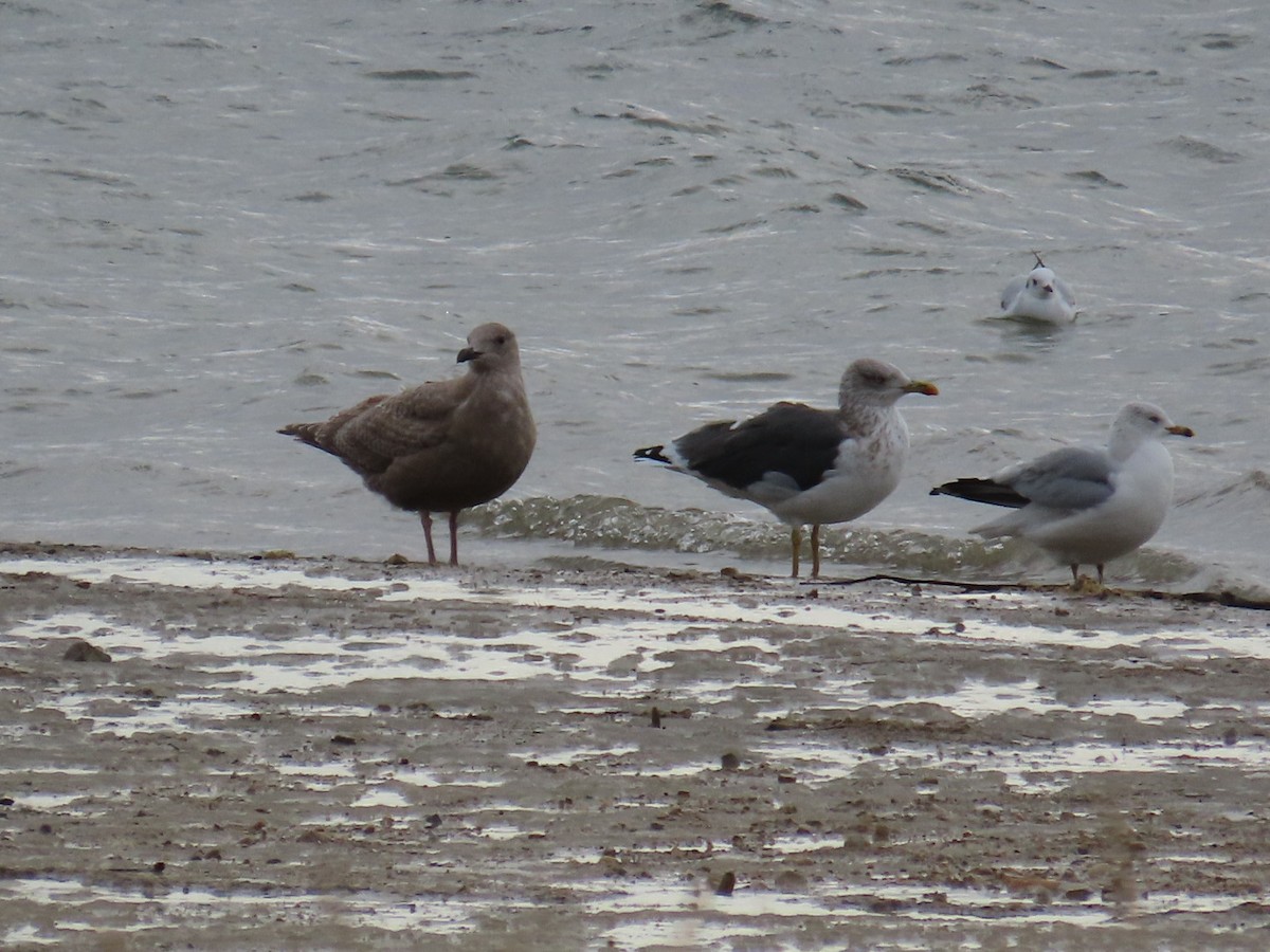 Kaio iluna - ML646471029