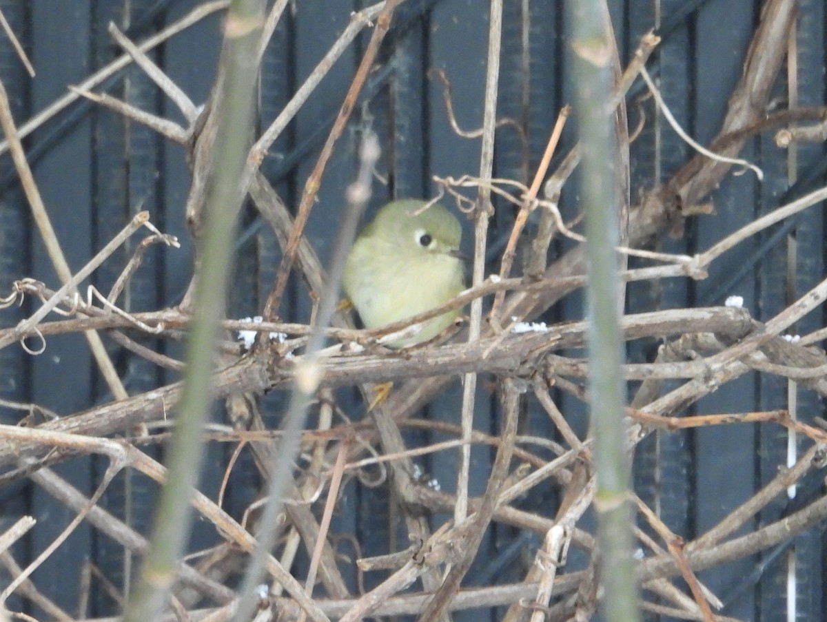 Ruby-crowned Kinglet - ML646471030