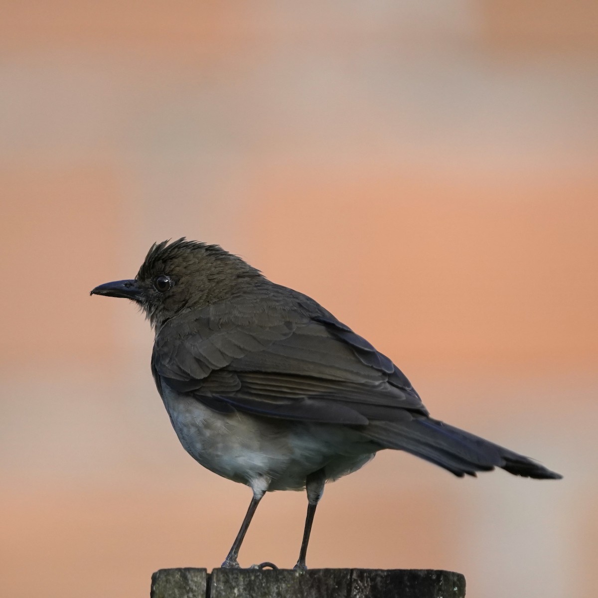 Black-billed Thrush - ML646471031