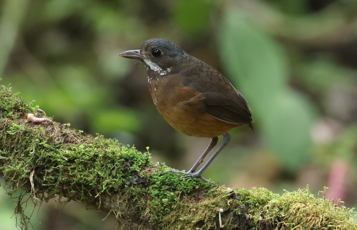Grallaire à moustaches - ML646471033