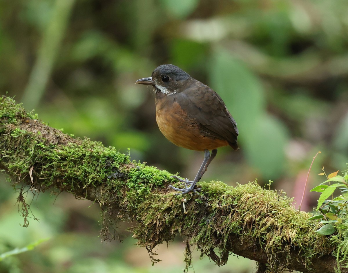 Grallaire à moustaches - ML646471034