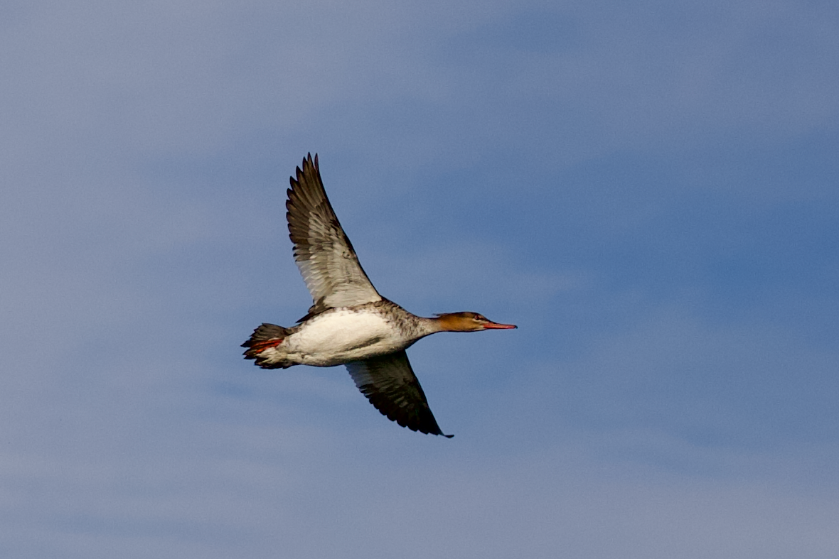 Serreta Mediana - ML646471035