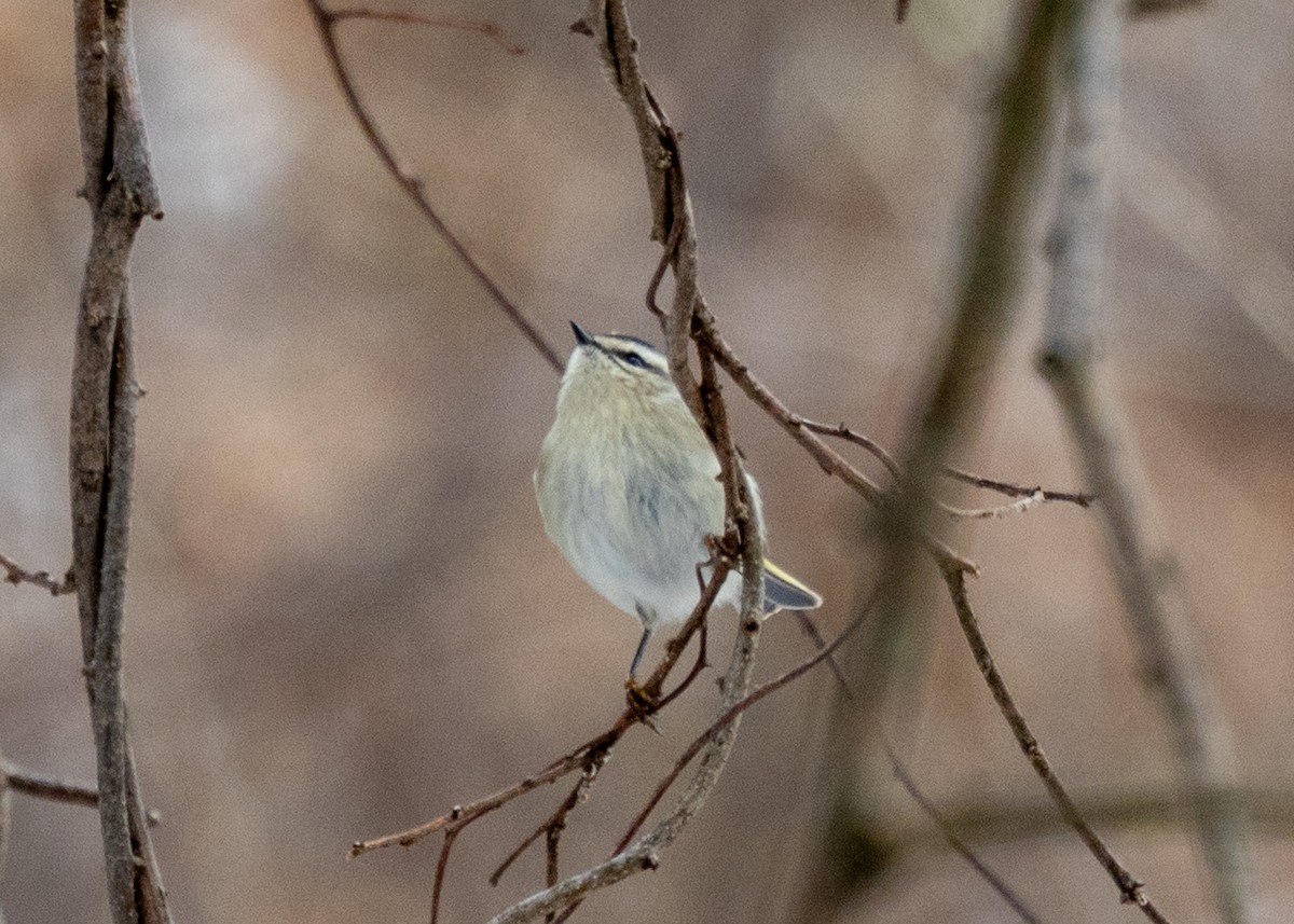 Golden-crowned Kinglet - ML646471036