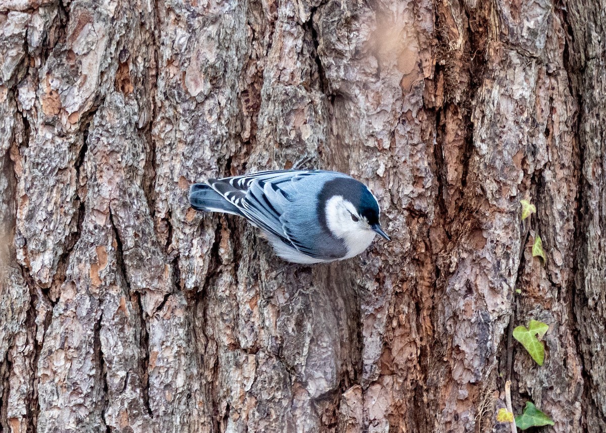 White-breasted Nuthatch - ML646471038