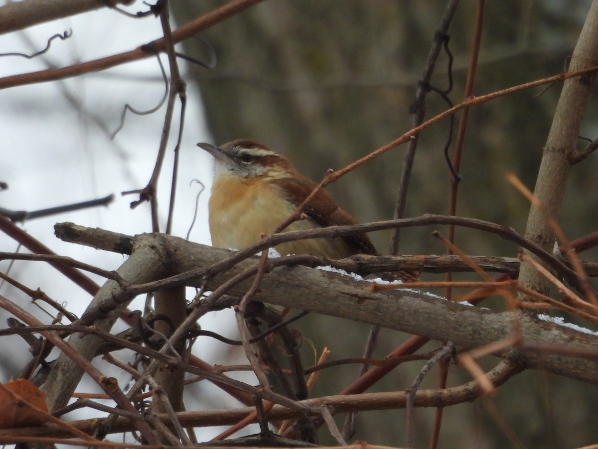 Carolina Wren - ML646471039