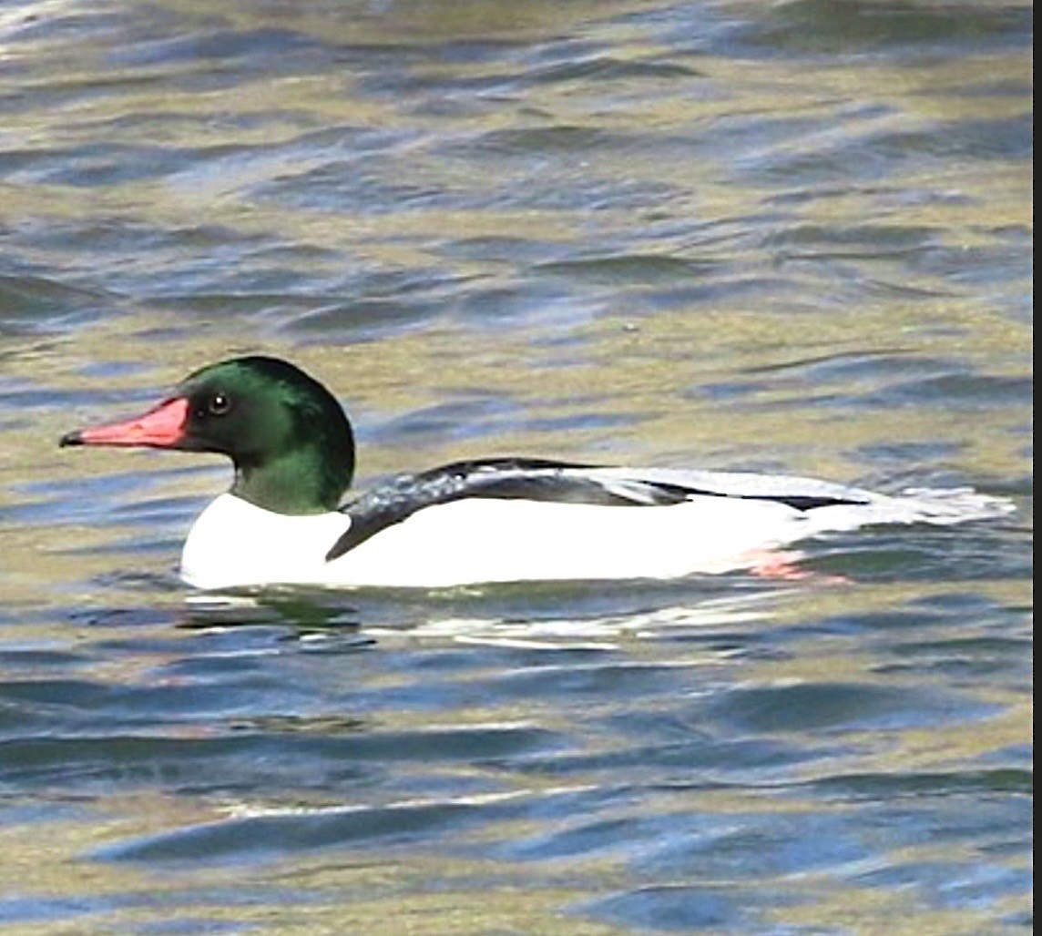 Gänsesäger - ML646471040