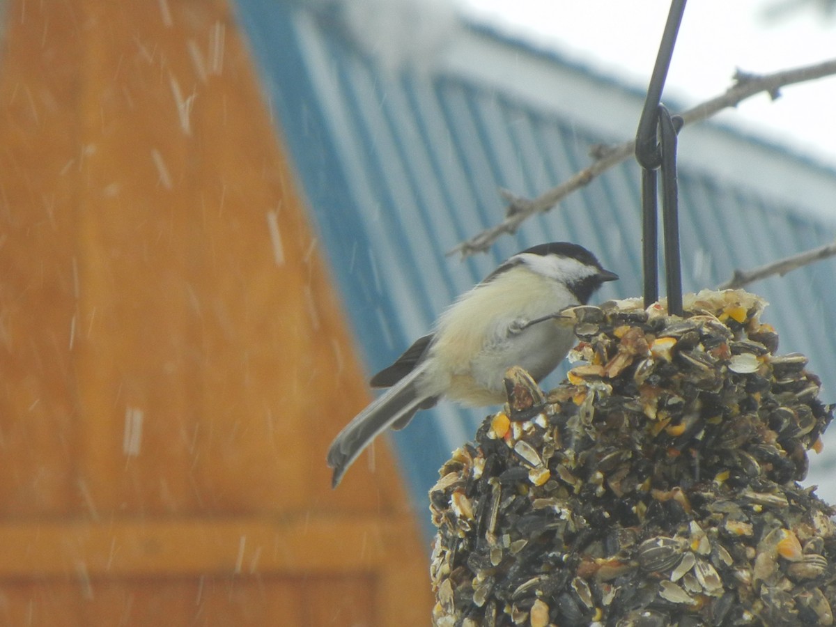 Black-capped Chickadee - ML646471048