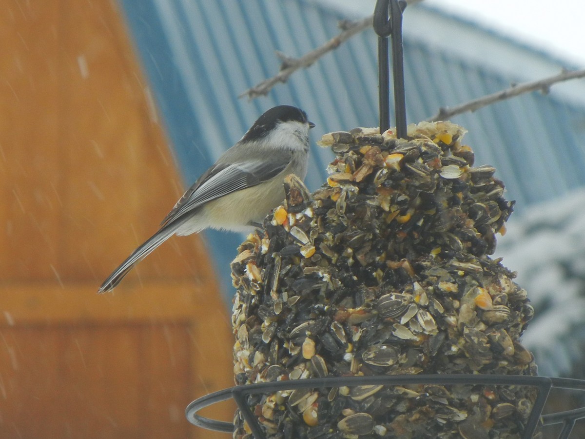 Black-capped Chickadee - ML646471049