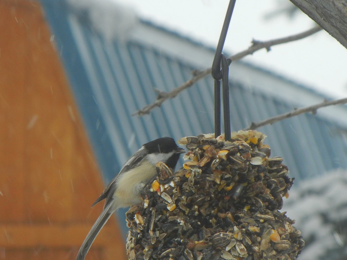 Black-capped Chickadee - ML646471050