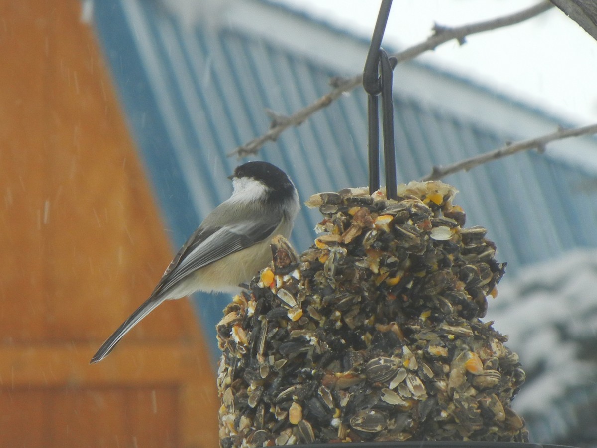 Black-capped Chickadee - ML646471051