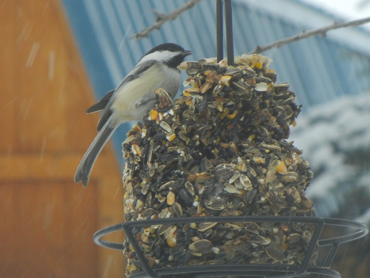 Black-capped Chickadee - ML646471052