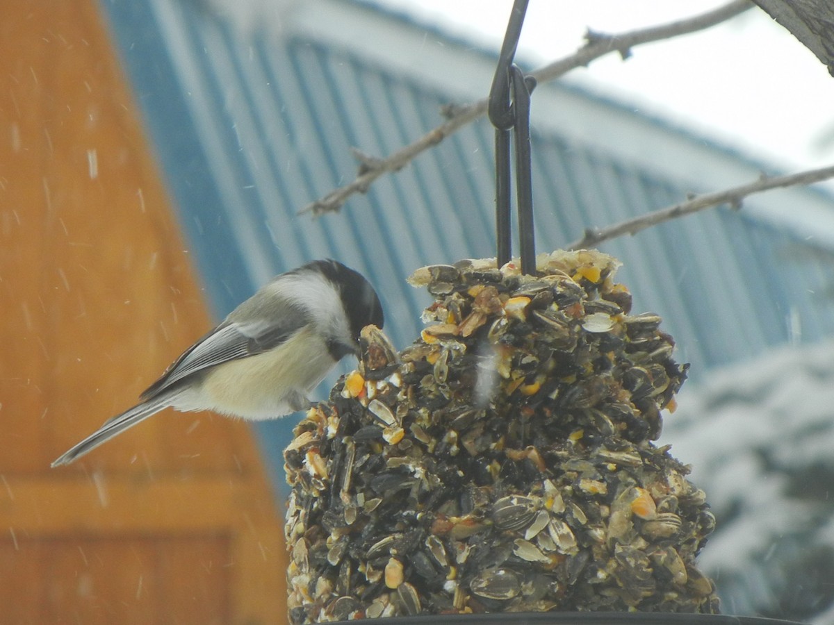 Black-capped Chickadee - ML646471053