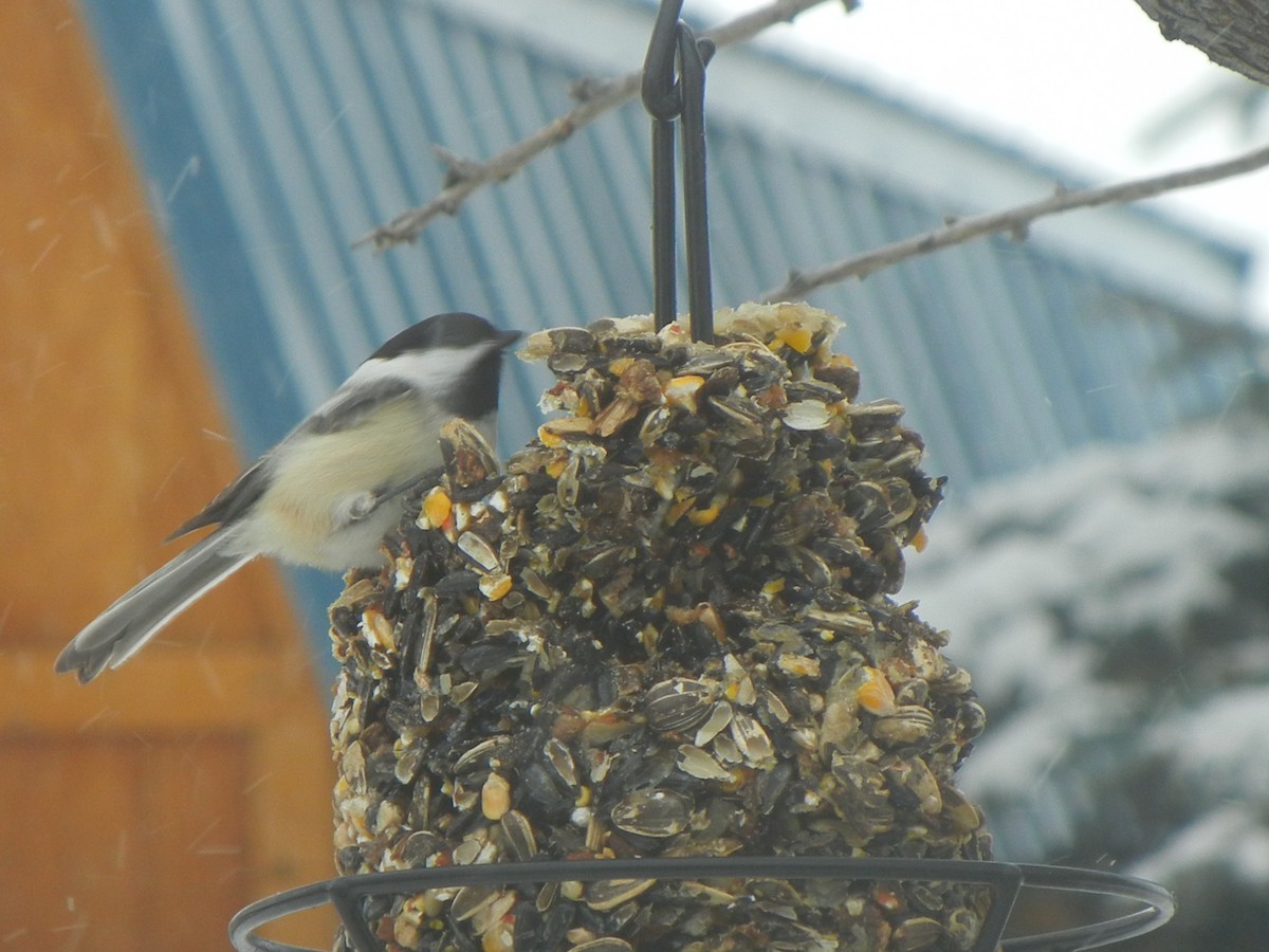 Black-capped Chickadee - ML646471054