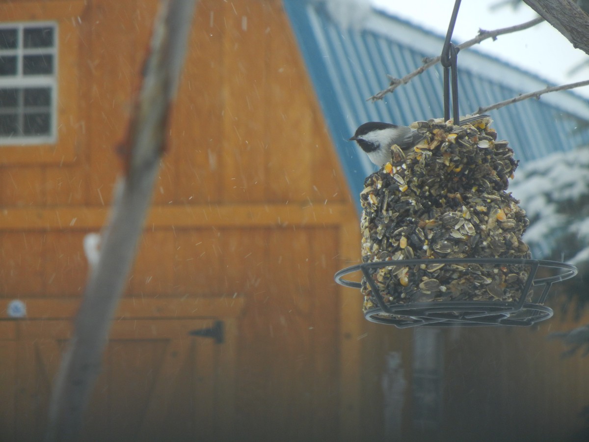 Black-capped Chickadee - ML646471055