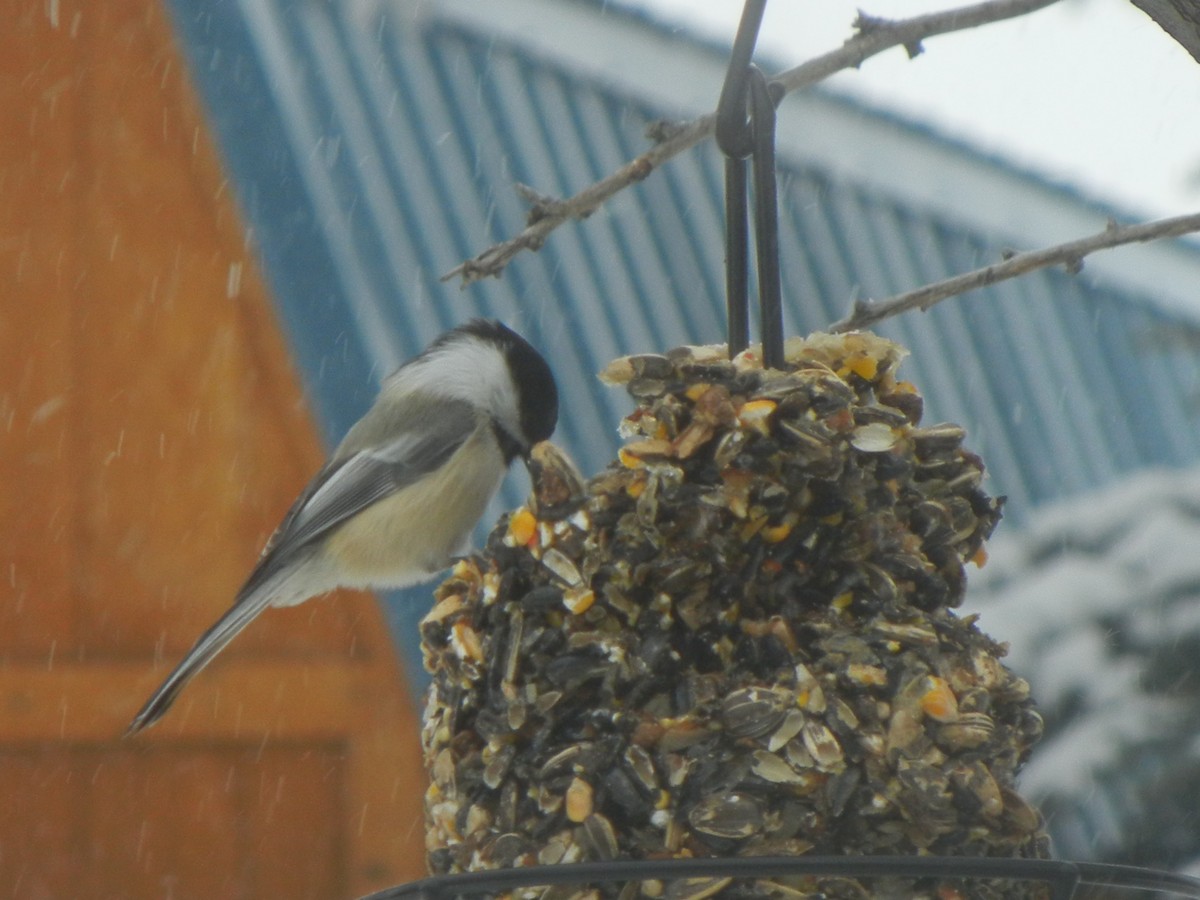 Black-capped Chickadee - ML646471056