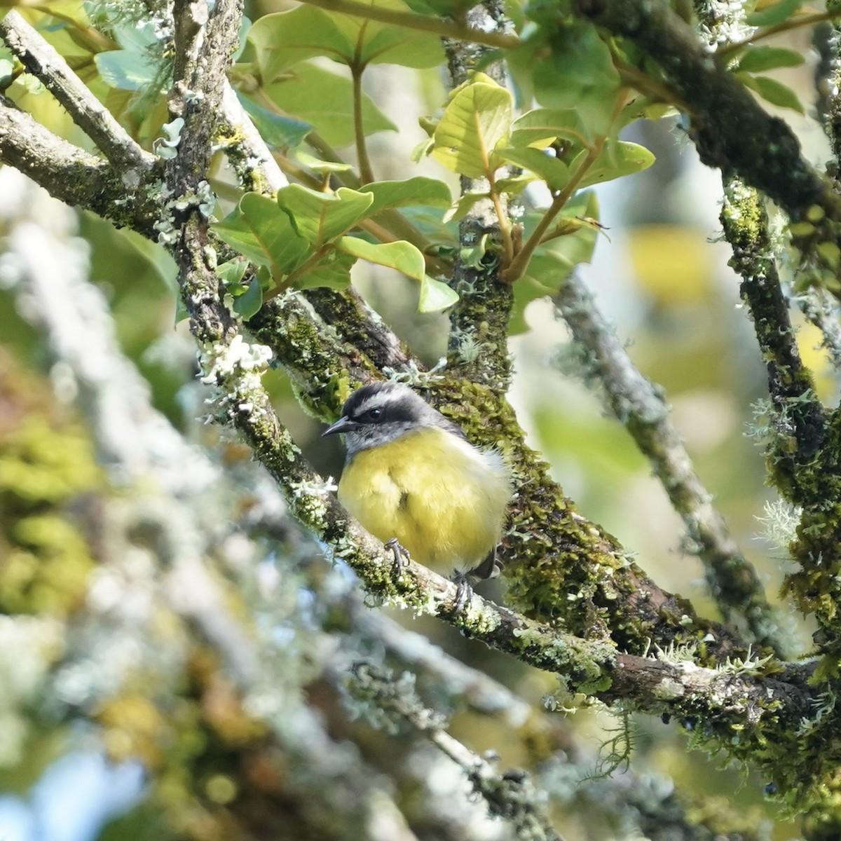 Bananaquit - ML646471057