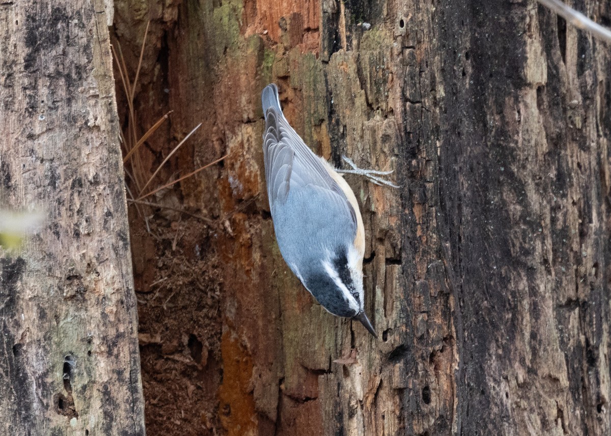 Red-breasted Nuthatch - ML646471058