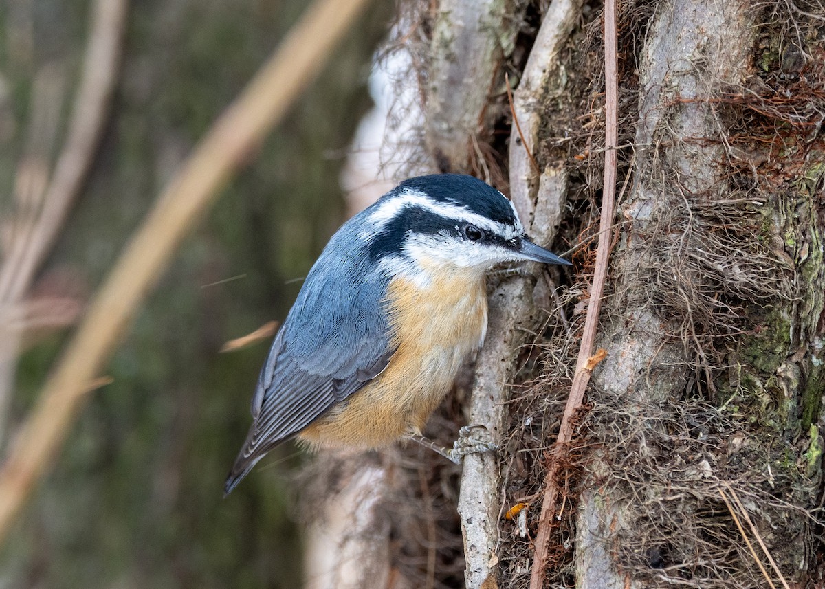 Red-breasted Nuthatch - ML646471059