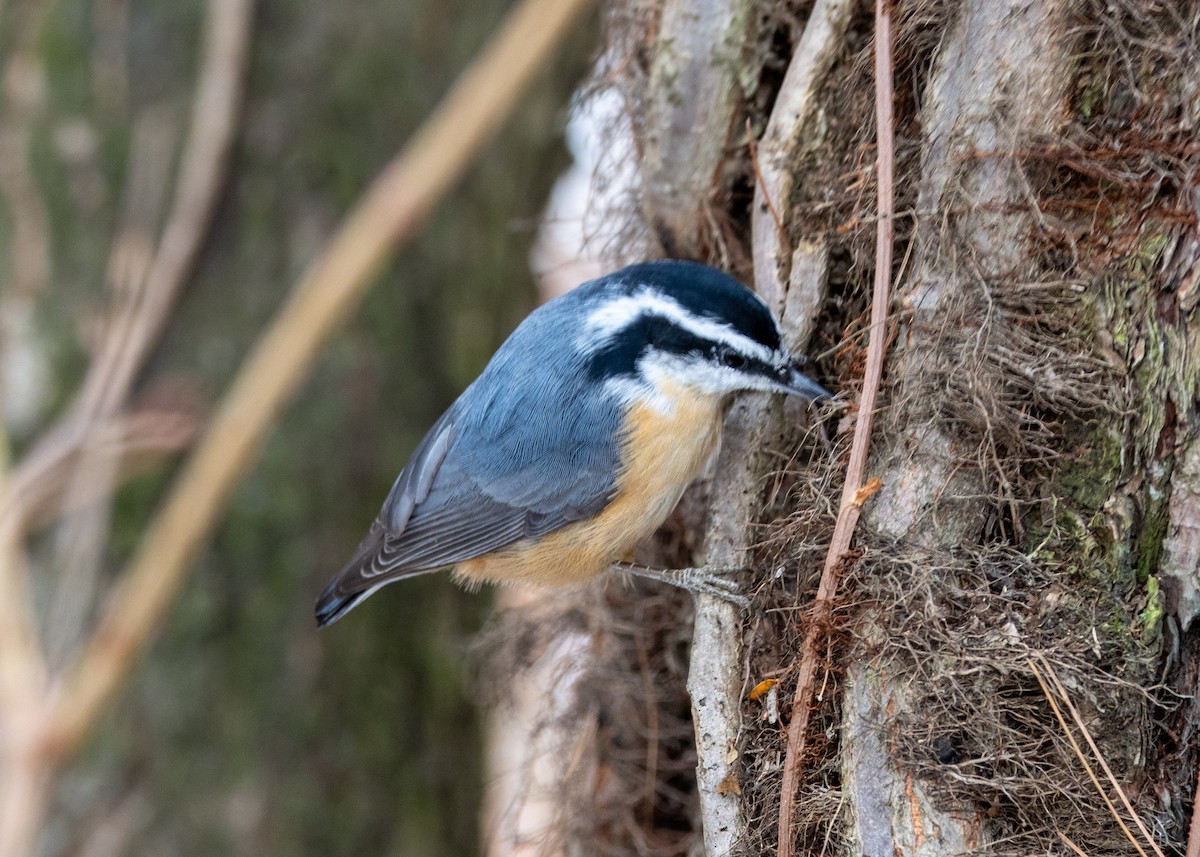 Red-breasted Nuthatch - ML646471060