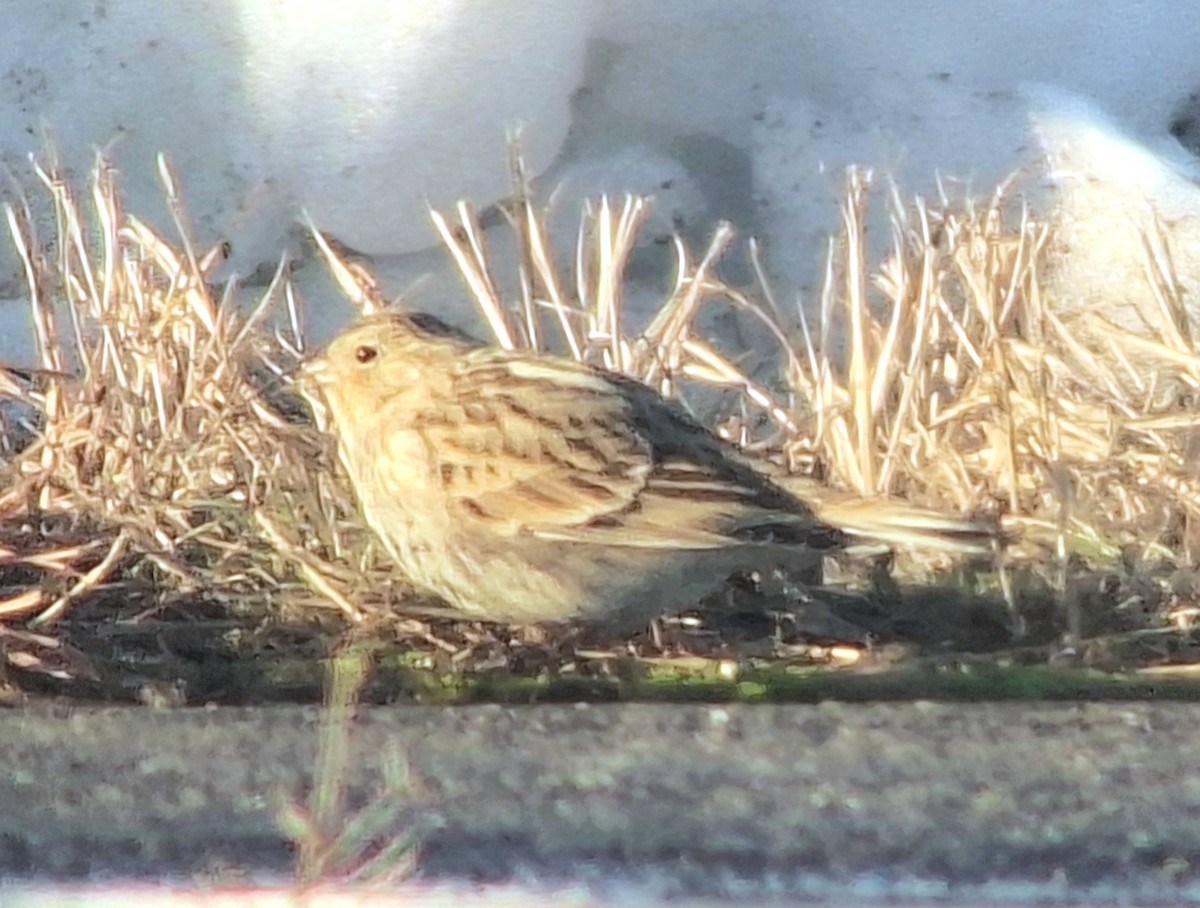 ostružka límcová - ML646471062