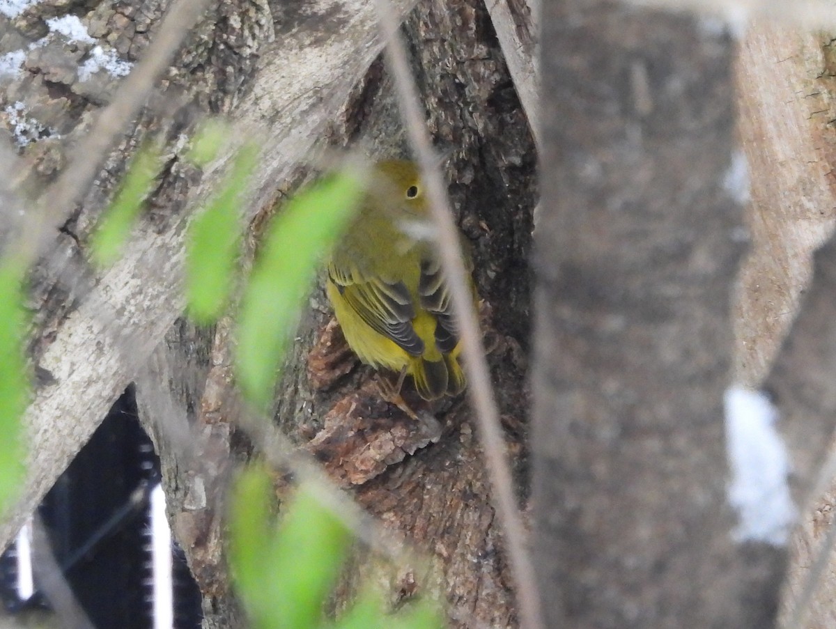 Northern Yellow Warbler - ML646471064