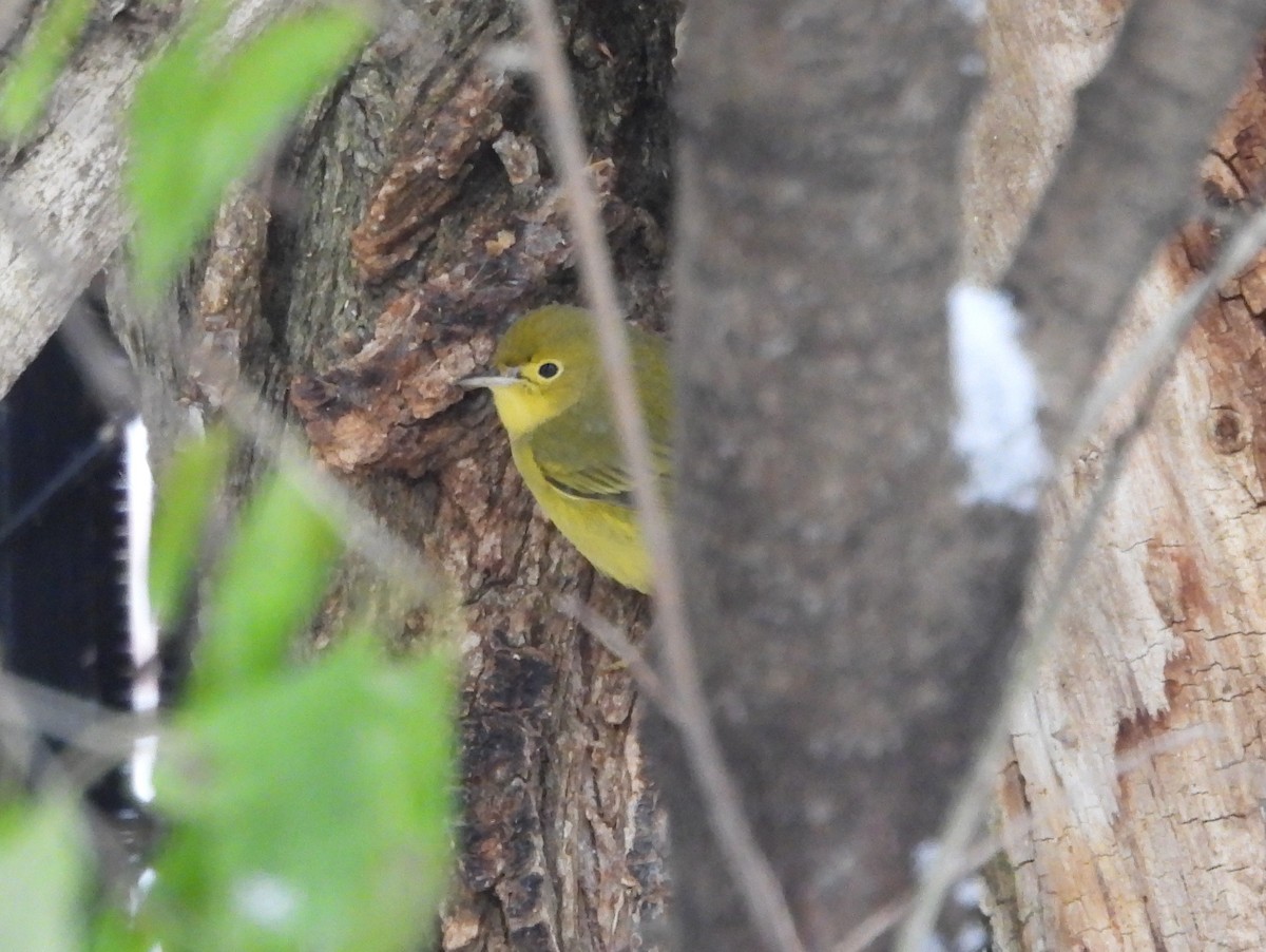 Northern Yellow Warbler - ML646471065